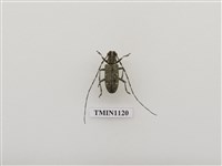 藏品(黃星天牛)的圖片